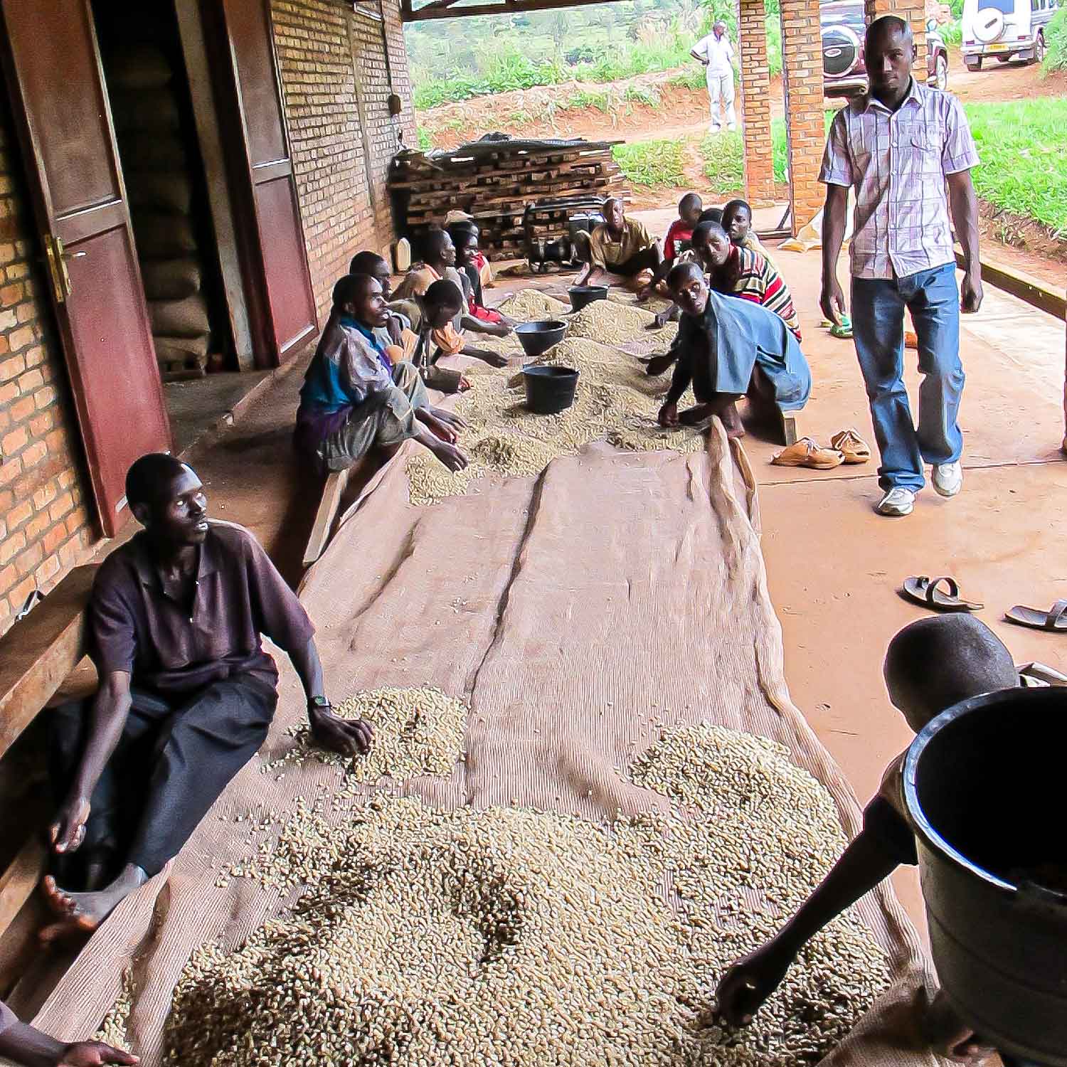 Burundi - Fully Washed Arabica Kalico